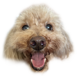 :realdog_toypoo2: